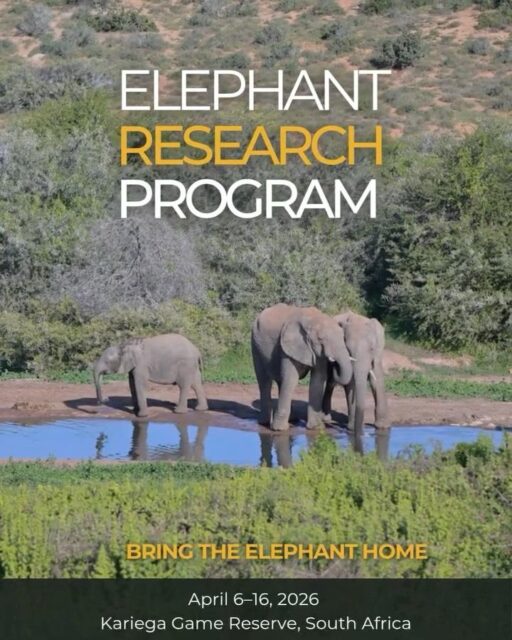 From tracking and identifying elephants to monitoring their behaviour and collecting dung samples 🐘💩 This is real conservation research in action.  Join Bring The Elephant Home and Kariega Game Reserve this April 6–16, 2026, and be part of a groundbreaking study on elephant range expansion and well-being.  Only 8 volunteer spots available. Don’t miss this unique opportunity to learn, contribute, and experience life among South Africa’s wild elephants.  👉 Learn more and sign up: link in bio.  #ElephantConservation #WildlifeVolunteer #SouthAfrica #BringTheElephantHome #KariegaGameReserve #ConservationInAction #EcoTravel #wildliferesearch