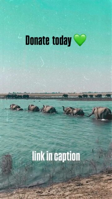 Elephant populations have declined by 77% in 50 years - if these trends continue, we could see a world without wild elephants in two decades.  Please consider helping those who are trying to help them.  Join us this Sunday, December 14th at the Troubadour for Tinsel and Trunks!! ✨An all-ages variety show with music, comedy, and holiday cheer to support wild elephant conservation!  All tickets and proceeds go to supporting @btehasiaafrica community-based conservation and research for wild elephant conservation in Africa and Asia.  Get your tickets here: https://www.zeffy.com/en-US/ticketing/tinsel-and-trunks
And donate here 💚 https://bteh.org/donate/  Edwards, C. T., Gobush, K. S., Maisels, F., Balfour, D., Taylor, R., & Wittemyer, G. (2024). Survey-based inference of continental African elephant decline. Proceedings of the National Academy of Sciences, 121(48), e2403816121.  #wildlifemanagement #womeninstem #rangeexpansion #wildlife #wildlifeconservation #animals #nature #elephantbehavior #conservation #elephants #africa #southafrica #phd #phdlife #animals #animalconservation 
#animalbehavior #research #fieldbiologist #rewildingelephants #research #bteh