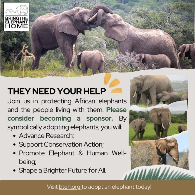 African elephants are under increasing pressure: from habitat loss and poaching, to rising conflict with people. You can be part of the solution! 🐘🌍
By symbolically adopting an African elephant, you help protect elephants and support the communities living alongside them, advancing research, conservation action, and shared well-being for people and wildlife.  Join us in shaping a more just and hopeful future for all.
👉 Learn more and take action at https://bteh.org  #AfricanElephants #AdoptAnElephant #HumanElephantCoexistence #CommunityBasedConservation #BringTheElephantHome #ConservationWithCare
