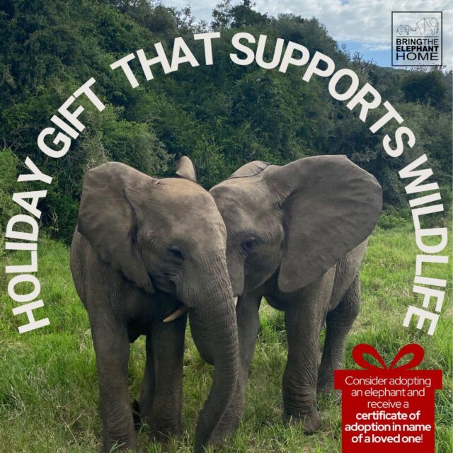 From all of us at Bring The Elephant Home, thank you for being part of this journey 💚
Your support helps protect elephants, restore landscapes, and stand with the communities who share their lives with wildlife.  Wishing you a peaceful Christmas and a hopeful New Year 🐘✨
And if you’re still looking for a meaningful gift, adopting an elephant is a beautiful way to honour a loved one while giving back to nature 🎁  #MeaningfulGifts #AdoptAnElephant #BringTheElephantHome #ElephantConservation #SeasonOfGiving #GiftsThatGiveBack #HumanElephantCoexistence