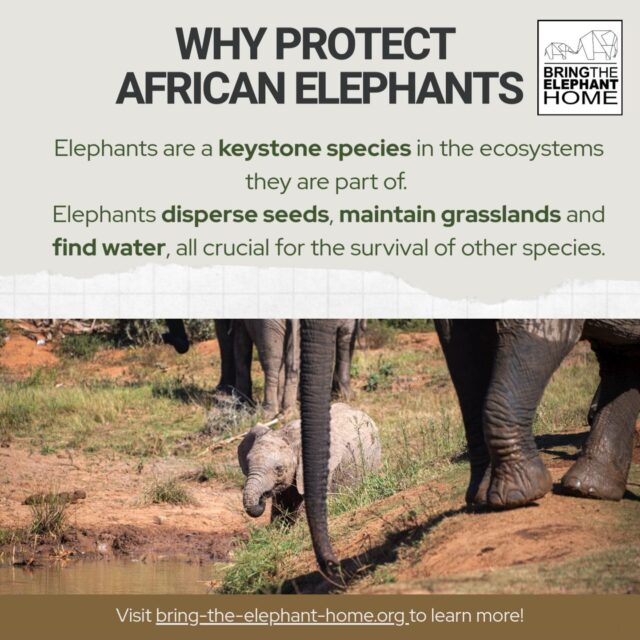 African elephants help shape and sustain healthy ecosystems. Protecting them means protecting the future we share.  By symbolically adopting an African elephant, you support on-the-ground conservation, habitat protection, and research that advances elephant well-being and promotes harmonious coexistence between people and wildlife.  🐘 Your adoption makes a real difference.
👉 Visit bteh.org to adopt today.  #ProtectElephants #AdoptAfricanElephants #ElephantWellbeing #HumanElephantCoexistence #WildlifeConservation