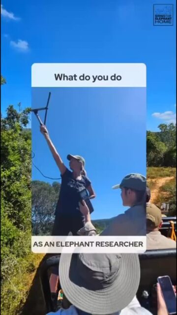 Some of the things we do as elephant researchers… 🐘👣 Track elephants across shared landscapes.
Monitor their behaviour.
Collect dung samples.
Listen to people who live alongside elephants.
Share what we learn.
And, often unseen, a lot of analysing, thinking, and writing.  Because fieldwork only matters if knowledge is shared, and used, to support better coexistence for elephants and people. 🌍🤍  #ElephantResearch #FieldworkToFindings #BehindTheScenesScience #HumanElephantCoexistence #ConservationResearch