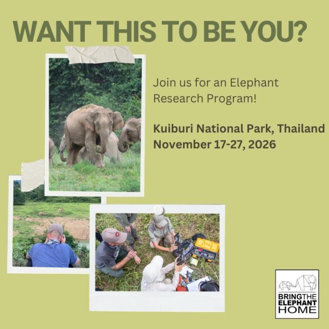 Want to have a unforgettable experience and contribute to elephant conservation? This is your chance! Join our Elephant Research Experience from Nov 17-27, 2026 in Kuiburi, Thailand!🐘📋  You will help our team of elephant researchers with:
• Elephant behaviour and social dynamics
• Individual elephant identification
• Human-elephant coexistence
• Wildlife monitoring and conservation research  No scientific background is required.
This program is open to people from all fields and levels of experience, from students and professionals to anyone passionate about wildlife and conservation.  Spaces are limited!  📩 Comment “THAILAND” to receive the program guide
📅 Or send us a DM to book a 15-minute call with a researcher to learn more  #elephants #wildlife #thailand #conservation #research