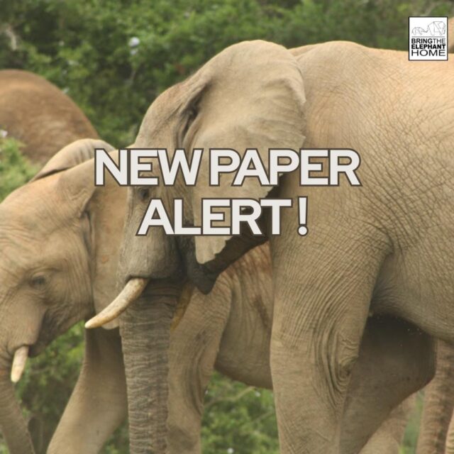 We are proud to share the final chapter of Brooke Friswold's PhD!🐘
While many reserves in South Africa are fenced off to preserve and manage elephants within, little research has been done on the effects of fencing and fence removal on the well-being of elephants. This study conducted at @kariega.game.reserve combined Faecal glucocorticoid metabolite (fGCM) analyses, GPS collar data, Focal behavioural observations and NDVI vegetation assesments, and we found that fence removal: • Increased ranging flexibility and inter-herd overlap
• Reduced stress-related biomarkers
• Redistributed browsing pressure across the landscape
• Supported more natural movement and behavioural patterns without disproportionate vegetation degradation
• Supported ecosystem resilience The paper highlights the value of landscape connectivitiy for elephant well being.
Read the paper via the link in bio! #ElephantResearch #ElephantConservation #ElephantWellbeing #conservationscience