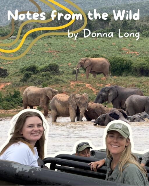 "It was like we became part of the herd ourselves, and we had been let in on more of their secrets the longer we watched."🐘  By joining our Elephant Research Program, you will not only get a unique insight into the life of an elephant researcher, but also into the life of elephants themselves!  Curious about what it is like to join one of our trips? You can read about the experience of Donna Long, an aspiring elephant researcher, in the blog on our website, link in bio!