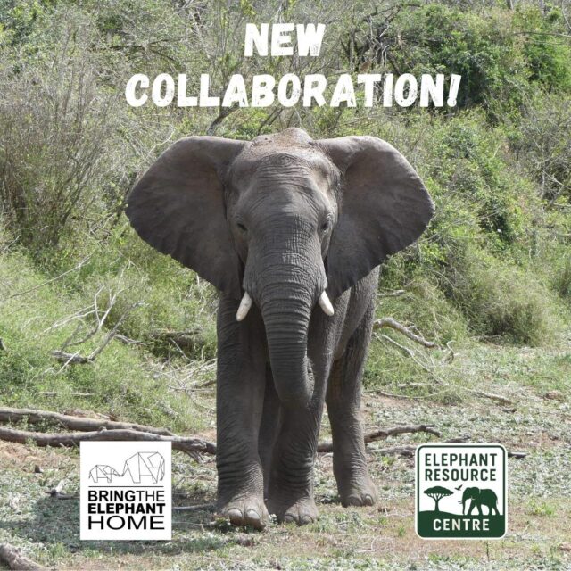We are excited to announce a new partnership with the Elephant Resource Centre (ERC)!🐘🤝  The Elephant Resource Centre is a platform focussed on knowledge sharing and bringing elephant researchers, practitioners and local communities together. Just like Bring The Elephant Home, ERC is passionate about accessible and open science for all involved in elephant conservation.  #ElephantResearch #ElephantConservation #Collaboration