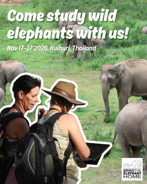 🚨Only 4 spots left!🚨  Have you always dreamt of what it is like to be an elephant researcher in Thailand? This is your chance! Nov 17-27 we're hosting another Elephant Research Program in Kuiburi, Thailand.  You will help our team of elephant researchers with:
• Elephant behaviour and social dynamics
• Individual elephant identification
• Human-elephant coexistence
• Wildlife monitoring and conservation research  No scientific background is required.
This program is open to people from all fields and levels of experience, from students and professionals to anyone passionate about wildlife and conservation.  Spaces are limited!  📩 Comment “THAILAND” to receive the program guide
📅 Or send us a DM to book a 15-minute call with a researcher to learn more  #elephants #wildlife #thailand #conservation #research
