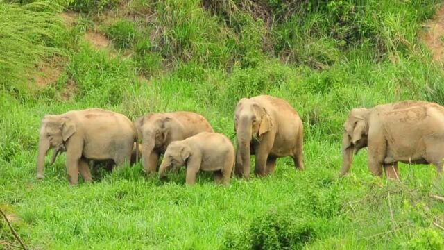 Olifanten verliezen hun leefgebied in een alarmerend tempo. Daardoor komen ze steeds vaker in conflict met mensen, met grote gevolgen voor lokale gemeenschappen én voor de toekomst van deze met uitsterven bedreigde diersoort.  Bring The Elephant Home werkt aan praktische, diervriendelijke oplossingen: van bescherming en herstel van leefgebied tot samenwerking met boeren en rangers, zodat mensen en olifanten veiliger kunnen samenleven.  💚 Word maanddonateur en help mee aan een toekomst met meer ruimte voor olifanten.  👉 https://bteh.org/nl/steun-oplossingen/  #BringTheElephantHome #Olifanten #Dierenwelzijn #Natuurbescherming #MensOlifantCoexistentie