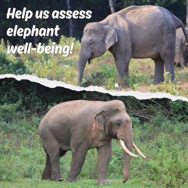 Do you think the health of these two elephants differs?🤔🐘  We need your help in strengthening the scientific foundations of elephant health monitoring and improving how we assess elephant well-being across landscapes.  Using the community science platform Zooniverse, you will view photos of wild elephants in Thailand and assign body condition scores using the resources provided in the field guide. The project compares three scoring techniques through three short Zooniverse activities. After registering, you will receive the link to Part 1. After you complete each part, the next link will be sent approximately one week later. Each part of the three-part project takes about 20 minutes to complete.  The project can be completed by anyone, regardless of age, education level, or experience.  Every contribution helps strengthen health-monitoring protocols and supports evidence-based conservation of endangered Asian elephants.  Link in bio for registration to participate!  #ElephantResearch #ElephantScience #Elephants #Conservation #elephantconservation