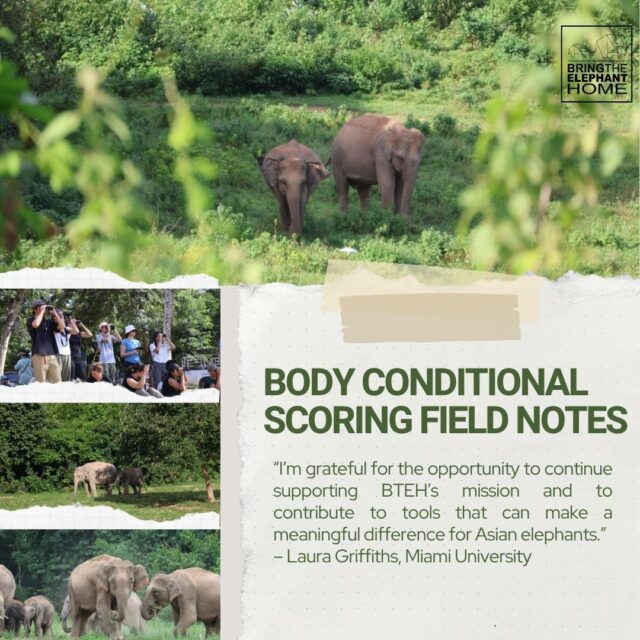 BTEH Lab Experience: Body Condition Scoring🐘  Since 2019, Bring The Elephant Home’s Elephant Research Program has studied wild Asian elephants and human-elephant coexistence around Kuiburi National Park. Through the BTEH Lab intern Laura Griffiths shares her experiences and explains how she helped create a Body Condition Scoring System for Asian elephants! The full blog can be read on our website!  Want to sign up for the BTEH Lab yourself? Fill in the Google Form document in the link in our bio!