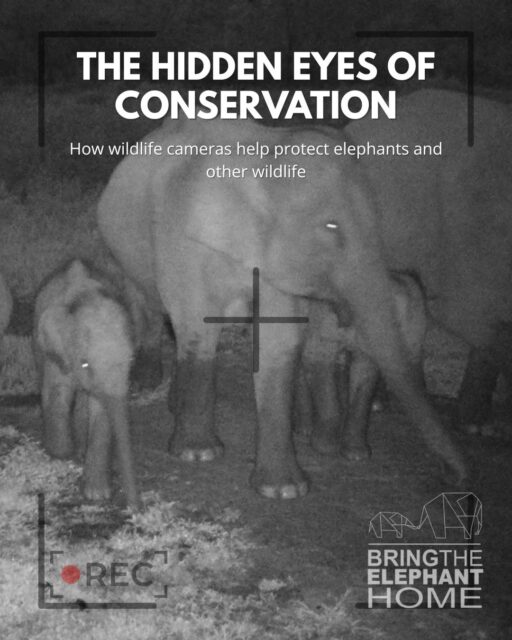 Hidden in forests, grasslands, and protected areas, camera traps help researchers understand the animals we rarely see.🌿  From a single picture, scientists can estimate:
• Population size - How many animals are living in an area
• Movement patterns - How animals use landscapes and corridors
• Species distribution - Where wildlife is found
• Habitat needs - Which areas are essential for survival  These silent observers work day and night, helping conservationists make better decisions to protect wildlife.  Support a camera trap. Protect wildlife. Make every image count. 🐘💚
🔗Tap the link in our bio to donate for camera traps today!  #BringTheElephantHome #CameraTrap #WildlifeConservation #TechForGood #SaveElephants #WildlifeResearch