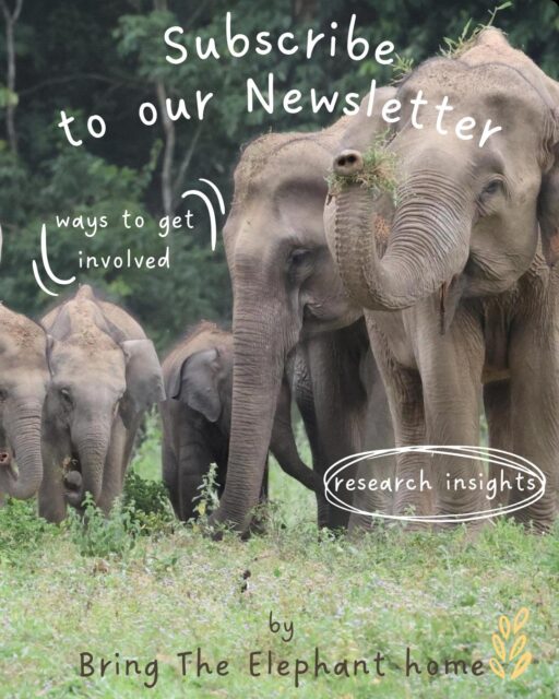 Do you care about elephants, nature, and a future where people and wildlife can thrive together?  Subscribe to the Bring The Elephant Home newsletter for stories from the field, research insights, project updates from Africa and Asia, and ways to get involved.  Our July newsletter goes out soon — sign up today to receive it! 💚  🇬🇧 English newsletter
🇳🇱 Nederlandse nieuwsbrief  Both links are in our bio.