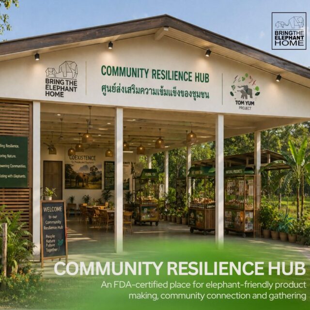 🛠️ The renovation of the Community Resilience Hub in Ruam Thai Village has started!
Developed together with the local community, the Hub will become a place for making, processing, distributing and selling elephant-friendly products, as well as for training, knowledge sharing and educational activities.  The Hub will support the Tom Yum project by creating certified facilities to process elephant-friendly crops, helping farmers reduce their dependence on crops such as pineapple, which are often damaged by elephants.  Around the Hub, we plan to create Sensory Gardens where community members and visitors can learn about human–elephant coexistence, regenerative agriculture, biodiversity and community resilience.  We still need support to bring the Sensory Gardens and Community Resilience Hub fully to life. Your donation can support workshops, equipment, and the development of the Sensory Gardens.  💚 Help us build practical, elephant-friendly solutions for people and elephants.
Donation link in bio!  Many thanks to @wpieterm, the INNO Fund of @wereldnatuurfonds, and Arie and Rianne van Rabenswaaij for helping make this dream possible.