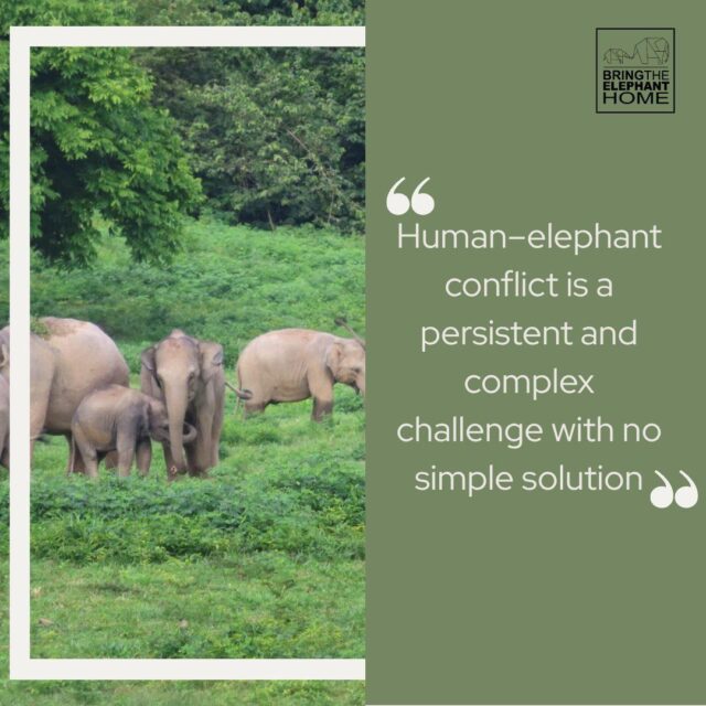How do elephant calves change as they grow? 🐘 In our latest blog, Stephanie Enzinna, a BSc student at the University of Florida, shares her work with The BTEH Lab. Stephanie first visited Bring The Elephant Home’s field station last summer through a research program with the @thesfs. Since then, she has continued collaborating with us remotely, completing a fascinating project on calf age structures and changes in behaviour and morphology as elephant calves develop. Read Stephanie’s blog to learn more about her work — and complete the registration form on our website if you’re interested in a remote internship opportunity with The BTEH Lab. Link in our bio!