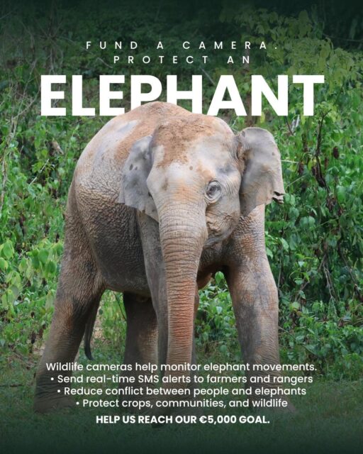 Celebrate World Elephant Day by helping us reach the finish line! Today is World Elephant Day, and there's never been a better time to help create a safer future for elephants. Our wildlife camera sponsorship campaign has yet to achieve its €5,000 goal, and our Zooniverse community science project needs more volunteers to help analyze wildife camera images. Whether you donate, volunteer, or share this post, your support helps protect elephants and the communities that live alongside them. Link in bio to donate and participate! #WorldElephantDay #BringTheElephantHome #CommunityScience #Zooniverse #WildlifeConservation