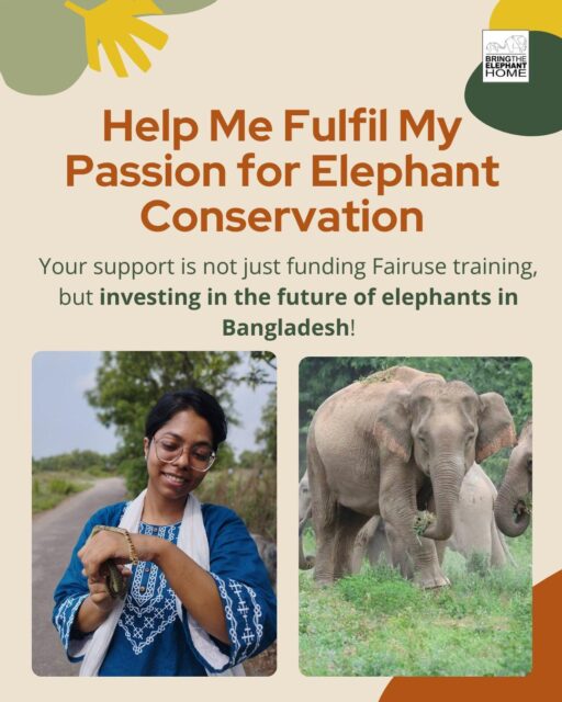 Support Fairuse's training and help to protect Asian Elephants in Bangladesh!🐘 Bangladesh is home to one of the smallest and most vulnerable Asian elephant populations. Habitat loss, fragmentation, and human–elephant conflict continue to threaten both elephants and local communities, making local conservation leadership essential. By joining BTEH’s Elephant Research Program, Fairuse can gain hands-on field training and bring that knowledge back to strengthen elephant conservation in Bangladesh. Your support is not just funding one person’s training, it is investing in the future of elephants, communities, and coexistence in Bangladesh. Donate now via the link in bio! #BringTheElephantHome #ElephantConservation #AsianElephants