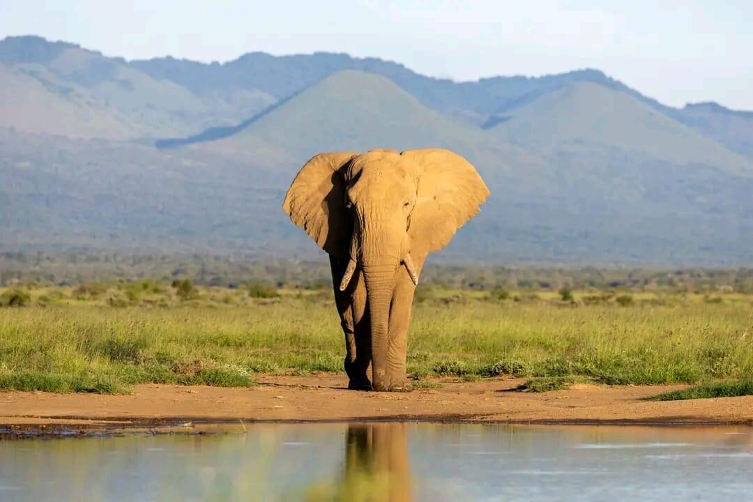 Kenia (c) Keturai Tirikuale