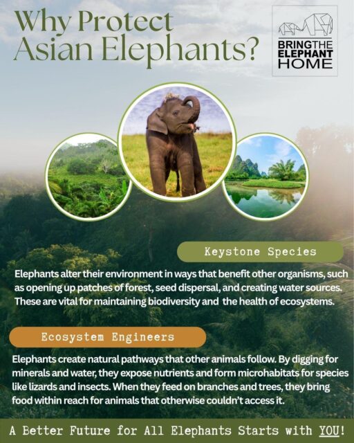 When elephants thrive, so do the plants, animals, and people who share their home! 🐘🌿 Asian elephants are true ecosystem engineers, helping maintain healthy, biodiverse landscapes. As threats from human activity and climate change grow, their role in keeping nature in balance is more vital than ever.  💚 You can make a difference! Support their protection through a symbolic adoption and become part of the movement for coexistence. Learn more via the Adopt an Asian Elephant link in our bio.  #ElephantConservation #EcosystemEngineers #WildlifeProtection #SaveElephants #AsianElephants #Coexistence #Biodiversity #NatureConservation #BringTheElephantHome #WildlifeHeroes #ConservationInAction