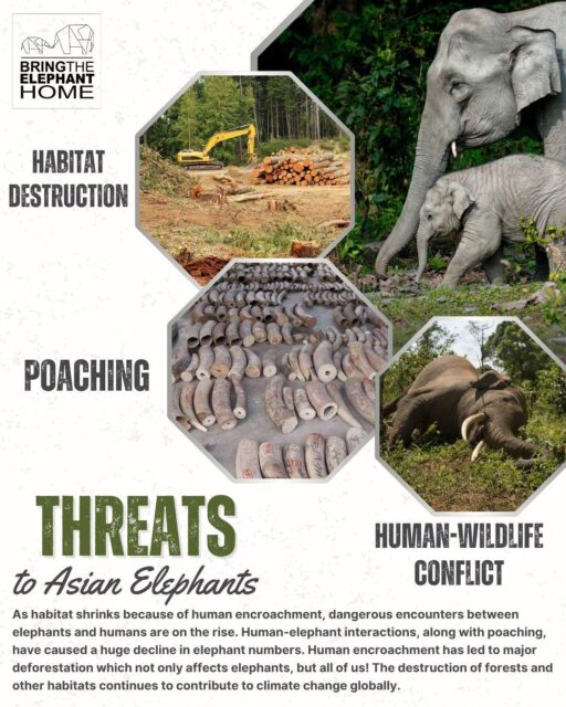 🌿 When deforestation pushes Asian elephants out of their forest homes, they’re more likely to wander into villages and farms, leading to dangerous encounters for both people and elephants.  By protecting forests, preventing poaching, and reducing conflict, we can help elephants stay within their natural home ranges, creating safer, healthier landscapes for everyone who shares them. 💚🐘  👉 Learn more about how we’re building coexistence and symbolically adopt an elephant today: find the link to Adopt an Elephant in our bio.  #BringTheElephantHome #HumanElephantCoexistence #SaveElephants #AsianElephants #WildlifeConservation #ProtectForests #EndDeforestation #AdoptAnElephant #Coexistence #ConservationInAction