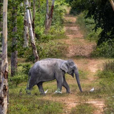 A big thank you to Dhruv Rungta from Duke University for spending time with us in Ruam Thai to learn about human–elephant coexistence and the inspiring story of this community. From sleepless nights in pineapple fields to innovative solutions like beehive fences, homestays, and alternative crops, Dhruv captured both the challenges and the resilience of the people living alongside Kuiburi’s wild elephants. We’re grateful he chose to learn and share these stories with the world through his beautifully written piece in Conservation Mag.
Link in bio. 🐘✨ Photos © Dhruv Rungta #HumanElephantCoexistence #RuamThai #KuiburiNationalPark #ElephantConservation #CommunityLedConservation #BeeTheChange #TomYumProject #BringTheElephantHome #ConservationStories #ThailandWildlife #CoexistenceInAction
