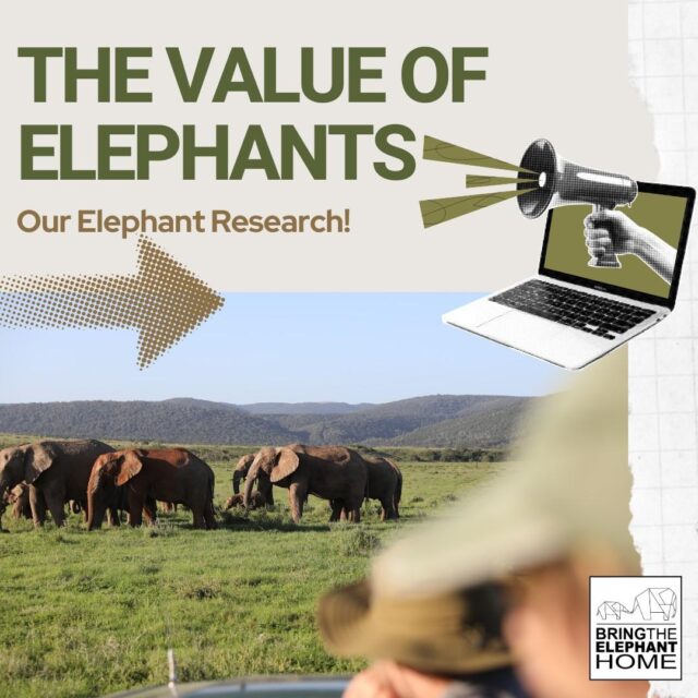 Protecting elephants means protecting the shared wellbeing of people, nature, and future generations. 🐘 Our research identified 90 overlapping services, benefits and values associated with elephants: ecological, socio-cultural, economic, and intrinsic. We show that conservation becomes fairer, more effective and ethical when all values are understood and balanced. By adding moral values, we can better navigate trade-offs and support solutions that unite rather than divide! 🌍 #ElephantConservation #ValueOfNature #Biodiversity #ConservationScience #ConservationResearch