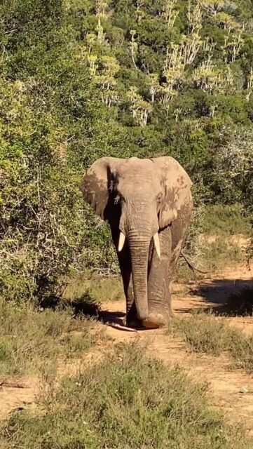 ✨ 2025 in review ✨ From deploying camera traps, wrapping up research and launching new research on elephant populations, identification and social behaviour, to integrating conservation technology, scaling our Tom Yum Project to connect communities with wider markets, #and sharing our experiences at conferences, in publications and with other communities. Thank you for being part of this journey.
Happy 2026!🐘💚 #elephantconservation #humanelephantcoexistence #wildlifeconservation #savetheelephants