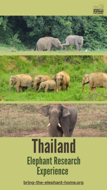 This June (5–15, 2026), join us at our BTEH Field Station in Kuiburi National Park, Thailand, for an immersive elephant research experience. Track and identify wild Asian elephants, decode their behaviour, analyse camera traps, and contribute to our pioneering elephant ID system. Work alongside researchers and local communities to turn human–elephant conflict into coexistence.  From jungle tracking to community-led conservation and sustainable livelihoods, you’ll be part of real impact.  Don’t just watch documentaries. Live one!
💚 Limited spots available. Apply now.  #ElephantConservation
#AsianElephants
#HumanElephantCoexistence
#WildlifeResearch
#FieldworkLife