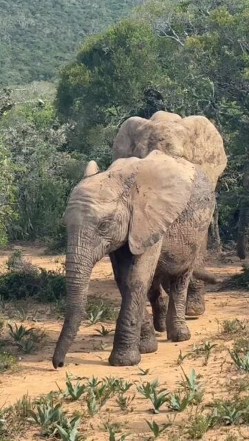 Some moments in the field are deeply moving. These quiet, magical encounters fill us with awe. Watching elephants in silence, noticing their presence, their relationships, and the way they move through the world. This is what what inspires our work, shapes our research, and stays with us long after the moment has passed.  #AweInNature #ElephantResearch #FieldMoments #HumanElephantCoexistence