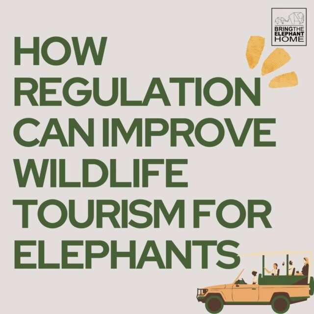 Observing wild elephants is gaining popularity as an ethical wildlife tourism activity. When done responsibly, it can bring important benefits by supporting conservation, creating local livelihood opportunities, and inspiring people to care about elephants. However, it can still negatively affect wild elephant welfare when certain boundaries are crossed.  We are proud to share new findings from PhD researcher Brooke Friswold and our team at Bring The Elephant Home, now published in Ecology & Evolution. The study identifies key thresholds and offers evidence-based guidelines to support ethical wild elephant viewing.  Read more about Brooke’s findings, our scientific paper, and the wild elephant viewing guidelines in our newest post. Link in bio!  #ElephantResearch #ElephantConservation #ElephantWellbeing #conservationscience