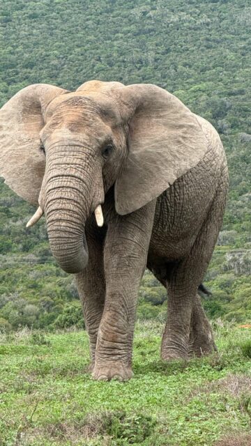 Want to have an unforgettable experience and contribute to elephant conservation? This is your chance! Join our next Elephant Research Experience from 14–24 September 2026 at Kariega Game Reserve, South Africa! 🐘  You will help our team of elephant researchers with:
• Elephant behaviour and social dynamics
• Individual elephant identification
• Conservation research and study design
This program is open to people from all fields and levels of experience, from students and professionals to anyone passionate about wildlife and conservation.  Spaces are limited!  📩 Comment “SOUTH AFRICA” to receive the program guide
📅 Or send us a DM to book a 15-minute call with a researcher to learn more  #ElephantResearch #WildElephants #FieldResearch #ConservationInAction #SouthAfrica