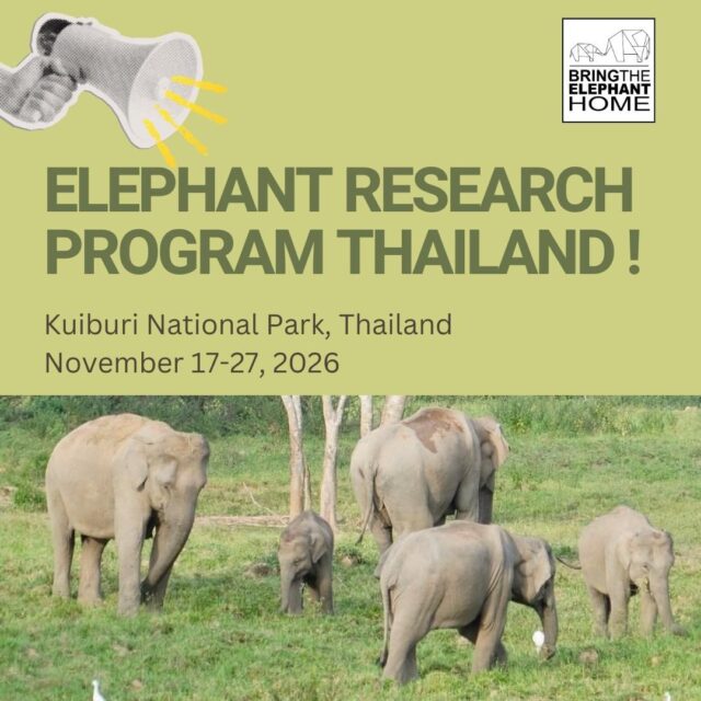 Come study wild elephants with us in Kuiburi Thailand from Nov 17-27 2026!🐘 During our field research program you will work alongside elephant researchers contributing to conservation science, while also experiencing Thai culture! You will help our team with:
• Elephant behaviour and social dynamics
• Individual elephant identification
• Human-elephant coexistence
• Wildlife monitoring and conservation research No scientific background is required.
This program is open to people from all fields and levels of experience, from students and professionals to anyone passionate about wildlife and conservation. Spaces are limited! 📩 Comment “THAILAND” to receive the program guide
📅 Or send us a DM to book a 15-minute call with a researcher to learn more #elephants #wildlife #thailand #conservation #research