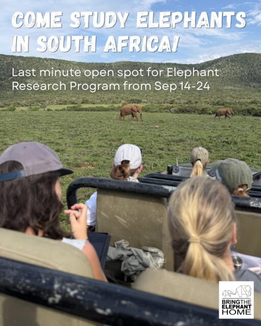 Join us in South Africa to study elephants!🐘  We have one spot that just opened for our South Africa Elephant Research Program from Sep 14-24. During this 10-day trip, we will study behaviour of calves and juveniles, dung sampling for forage and testing new elephant identification technology!  This program is open to people from all fields and levels of experience, from students and professionals to anyone passionate about wildlife and conservation.  Only one spot left!  📩 Comment “SOUTH AFRICA” to receive the program guide
📅 Or send us a DM to book a 15-minute call with a researcher to learn more  #ElephantResearch #WildElephants #FieldResearch #ConservationInAction #SouthAfrica