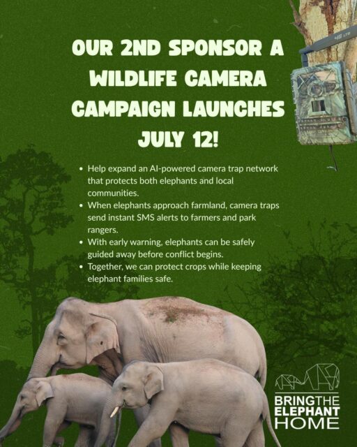 No surprises. No conflict. Just peaceful boundaries.  Imagine a world where elephants and humans share the landscape in harmony. We can build this reality together! 🌿 Our 2nd Sponsor a Camera Trap funding drive officially launches on July 12th to expand a research-based, tech-driven solution that keeps communities and herds safe.  With impactful sponsorship tiers starting at just €10 / $11, there is a perfect spot for every elephant lover to pitch in. Want to help for free? Join our active citizen science project on Zooniverse to identify individual elephants and track health data right from your couch! 💻🐘  🔗 Tap the link in our bio to join the movement early!  #BringTheElephantHome #Coexistence #CameraTrap #WildlifeConservation #TechForGood #SaveElephants #ElephantLovers #PositiveConservation