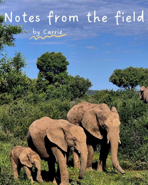 What's it like to protect wild African elephants up close?🐘  Read all about Carrie-Ann Singh's experiences on the  10-day expedition at Kariega Game Reserve in South Africa in April 2026, where volunteers contributed to vital conservation efforts alongside the Kariega Foundation and Bring The Elephant Home💚  Read the full blog on our site: https://bteh.org/africa/from-tusk-till-dawn-a-blog-by-carrie/