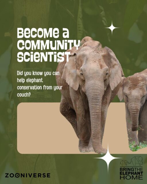 🐘 Healthy elephants help create healthy ecosystems.  Our wildlife cameras do more than capture incredible moments. They help us monitor elephant movement, behaviour, and body condition in Kuiburi National Park.  Now you can help too.  Through our Body Condition Scoring Project on Zooniverse, community scientists help analyse wildlife camera images and identify elephants that may need closer monitoring. Every image you classify contributes to real conservation research.  📋 Want to join? Complete the form and follow the tutorial to start classifying.
📷 Short on time? You can still make a difference by sponsoring a wildlife camera and helping us reach our €5,000 fundraising goal.  Both links are in our bio. 💚  #AsianElephants #ElephantConservation #CitizenScience #Zooniverse #WildlifeMonitoring #KuiBuri #BringTheElephantHome