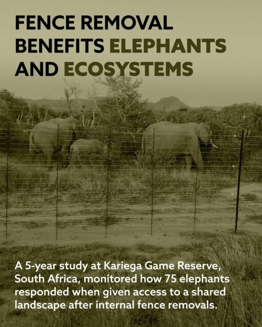 🐘 What happens when elephants are given more space?  Our new open-access study in Ecology and Evolution followed 75 elephants across five matriarchal herds before and after two internal fences were removed at Kariega Game Reserve, South Africa.  Using GPS collars, behavioural observations, vegetation data and stress hormone analysis, we found that elephants expanded their home ranges, stress levels dropped, social bonding increased, and vegetation did not show disproportionate degradation in areas used by elephants.  During the study, the elephants:
•⁠ ⁠increased their home range by 30%
•⁠ ⁠incorporated natural seasonal rotations reducing browsing pressure on the reserve overall
•⁠ ⁠showed a 108% increase in locomotion
•⁠ ⁠spent 24.3% less time on foraging
•⁠ ⁠increased social bonding by 66%
•⁠ ⁠reduced aggressive behavior by 20%
•⁠ ⁠had a decline of 18% in stress-related physical biomarkers
•⁠ ⁠Importantly, areas that elephants had access to had similar vegetation greenness than areas elephants were restricted from after fence removal.  The findings challenge the idea that elephant management must rely on intensive population management measures, and instead point to the importance of space, connectivity and restoring natural movement - benefiting elephants, ecosystems and humans.  As lead author Brooke Friswold explains:
“It’s not that there are too many elephants — there’s not enough space.”  🔗Check the link in our bio to read the full paper and watch the video of our findings!