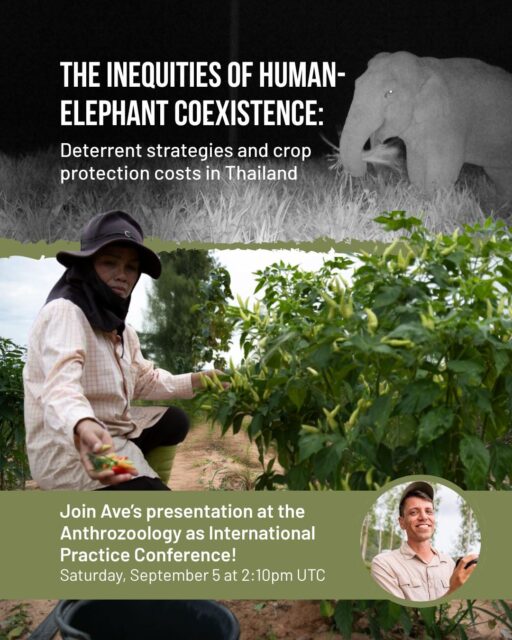 Next weekend, our Director of Strategy, Ave Owen, will present at the online and free conference of @aip.anthrozoology!🌿  Ave will talk about the inequities of human-elephant coexistence in Thailand and dive deeper in the deterrent strategies and crop protection costs. Ave will present findings from their master research on the financial and social costs of living near elephants in farms bordering Kuiburi National Park.  Join Ave’s presentation at 2:10pm UTC on Saturday, September 5!
🔗 Go to the link in our bio to register for the event