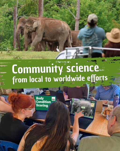 We would like to thank @theelephantsanctuary for awarding us with their International Partners Grant.🐘  With this funding, we will conduct a series of community workshops that will build capacity for local people to participate in wildlife monitoring and conservation science. Local people will be trained to identify individual elephants and to assign body condition scores for wild elephants as a non-invasive way to monitor individual-level and population-level health in Kuiburi National Park.  If you think this sounds exciting, you’re in luck! Because people from around the world can contribute to this work as well by participating in our community science project on Zooniverse. Here you will help us compare three different body condition scoring techniques. The project consists of three parts, each taking approximately 20 minutes to complete, and no prior research or wildlife experience is required.  🔗Complete the Google Form in our bio to register  #Zooniverse #CommunityScience #WildlifeMonitoring #CitizenScience #HumanElephantCoexistence #WildlifeConservation #ElephantLovers #Coexistence #ElephantResearch #Olifanten