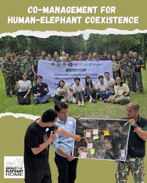 Bring The Elephant Home partnered with Kuiburi National Park, EcoExist Society, @earthrangertech  and @wildlifeprotectionsolutions to host a training workshop to support farmers and rangers to establish an Early Warning System co-management strategy.  Bring The Elephant Home’s network of SMS-integrated, AI-assisted camera traps sends alerts when an elephant is detected in farmland, and  workshop attendees developed skills in using EarthRanger to report elephant detections and crop and property damage.  This approach aligns local leadership, multi-stakeholder partnerships and real-time monitoring to enable safe and proactive human-elephant conflict mitigation.  Special thanks to our donors who made this workshop possible, including @cincinnatizoo, @ruffordgrants, @cssasianelephant, Lucie Burgers Foundation, @abrivoordieren and @ideawild!