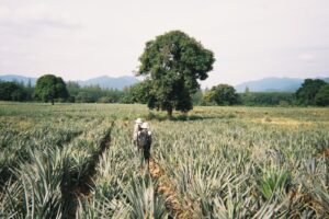 IMG-20241207-WA0018